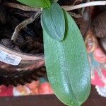 Bulbophyllum longiflorum Φύλλο