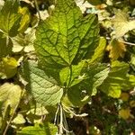 Clematis stans Leaf