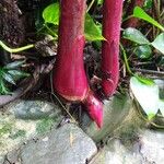 Heliconia mariae Rinde