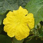 Luffa aegyptiaca Квітка