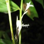 Lithachne pauciflora Écorce