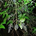 Ligustrum vulgare Ліст