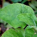 Arctium nemorosum पत्ता