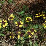 Gaillardia aestivalis Flower