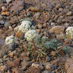 Ipomopsis congesta Habit