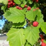 Crataegus coccinea Froito