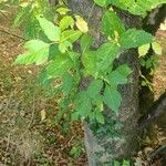 Acer cissifolium Blad