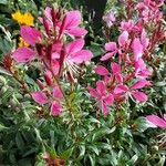 Oenothera lindheimeri Habit