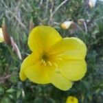 Oenothera strictaFlower