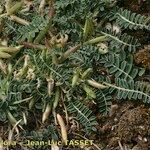 Astragalus depressus Costuma