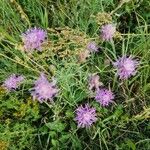 Centaurea stoebe Vekstform