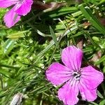 Dianthus glacialis 花