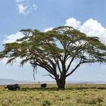 Vachellia xanthophloea Tervik taim