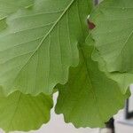 Quercus mongolica Leaf