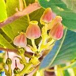 Arbutus canariensis Flower