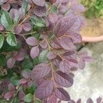 Loropetalum chinense برگ