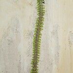 Alluaudia ascendens Hoja