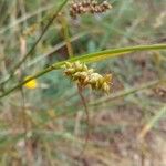 Carex punctata Fruitua