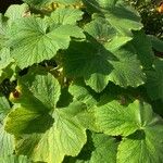 Pelargonium papilionaceum Hostoa