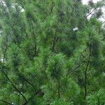 Pinus sibirica Облик