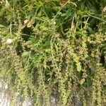 Atriplex littoralis Fruit