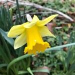 Narcissus pseudonarcissus Květ