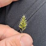 Trisetum paniceum 花