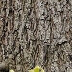 Carya tomentosa Bark