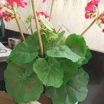 Pelargonium zonaleЛисток