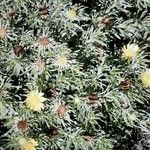 Asteriscus graveolens फूल
