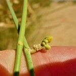 Leptadenia pyrotechnica Blomst