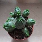 Euphorbia pseudoglobosa List