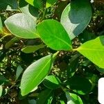 Clusia minor Hoja