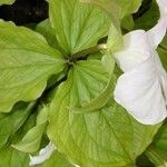 Trillium grandiflorum Leaf