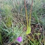 Erodium botrys Fruto