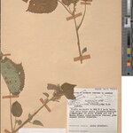 Hibiscus pseudohirtus Otro