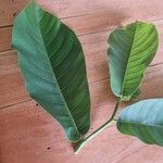 Castilla elastica Fuelha