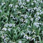 Galanthus nivalisЦветок