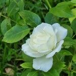 Rosa alba Květ