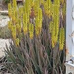 Aloe veraFlower