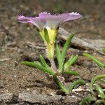 Linanthus dianthiflorus Hábito