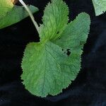 Ligularia fischeri Habit