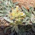 Oreocarya humilis Flower