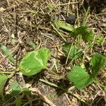 Ipomoea lacunosa Blatt