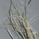 Muhlenbergia pauciflora عادت