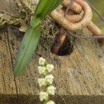 Bolusiella iridifolia Liść