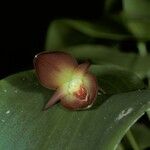 Pleurothallis homalantha Λουλούδι
