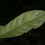 Siparuna decipiens Yaprak