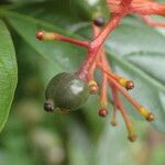 Palicourea crocea Fruit