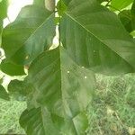 Pongamia pinnata Leaf